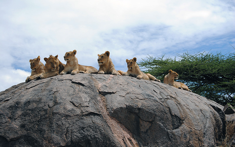 Lion, kings of the jungle!